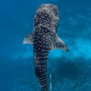 Meet your Posher, Campbell